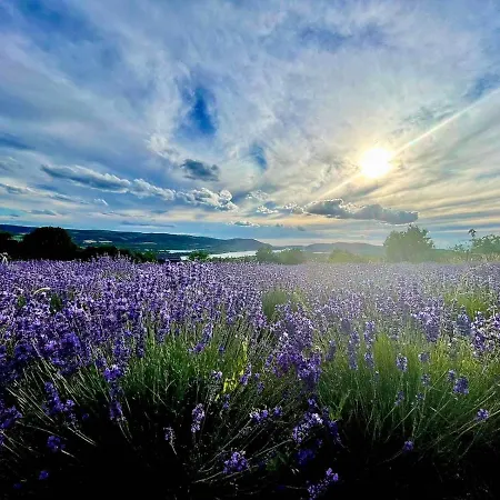 Vendégház Natura Hill - Butik Szobak Es Etterem Zebegény
